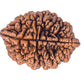 HaridwarDivine Natural 2 Mukhi Rudraksha (2 Face Rudraksha) Lab Certified Rudraksha, Two Face Rudraksha