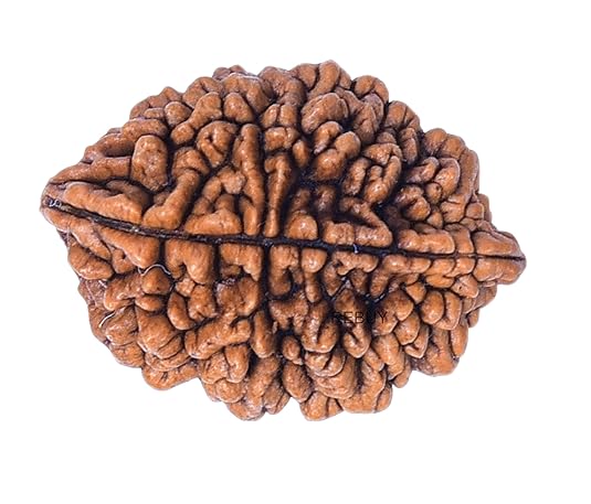 HaridwarDivine Natural 2 Mukhi Rudraksha (2 Face Rudraksha) Lab Certified Rudraksha, Two Face Rudraksha