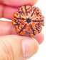 HaridwarDivine 6 Face Rudraksha 6 Mukhi Rudraksha Original Certified Nepali 17mm Dana 6 मुखी रुद्राक्ष ओरिजिनल भगवान कार्तिकेय का प्रतीक Six Face Rudraksha 6 Face Rudraksha Nepal Beads