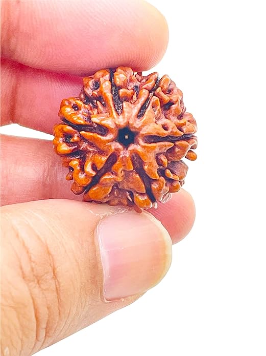 HaridwarDivine 6 Face Rudraksha 6 Mukhi Rudraksha Original Certified Nepali 17mm Dana 6 मुखी रुद्राक्ष ओरिजिनल भगवान कार्तिकेय का प्रतीक Six Face Rudraksha 6 Face Rudraksha Nepal Beads