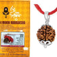 HaridwarDivine  Brown 4 Mukhi Nepali Rudraksha card Four Face Mantra Siddha Rudraksh Certified with Lab Report