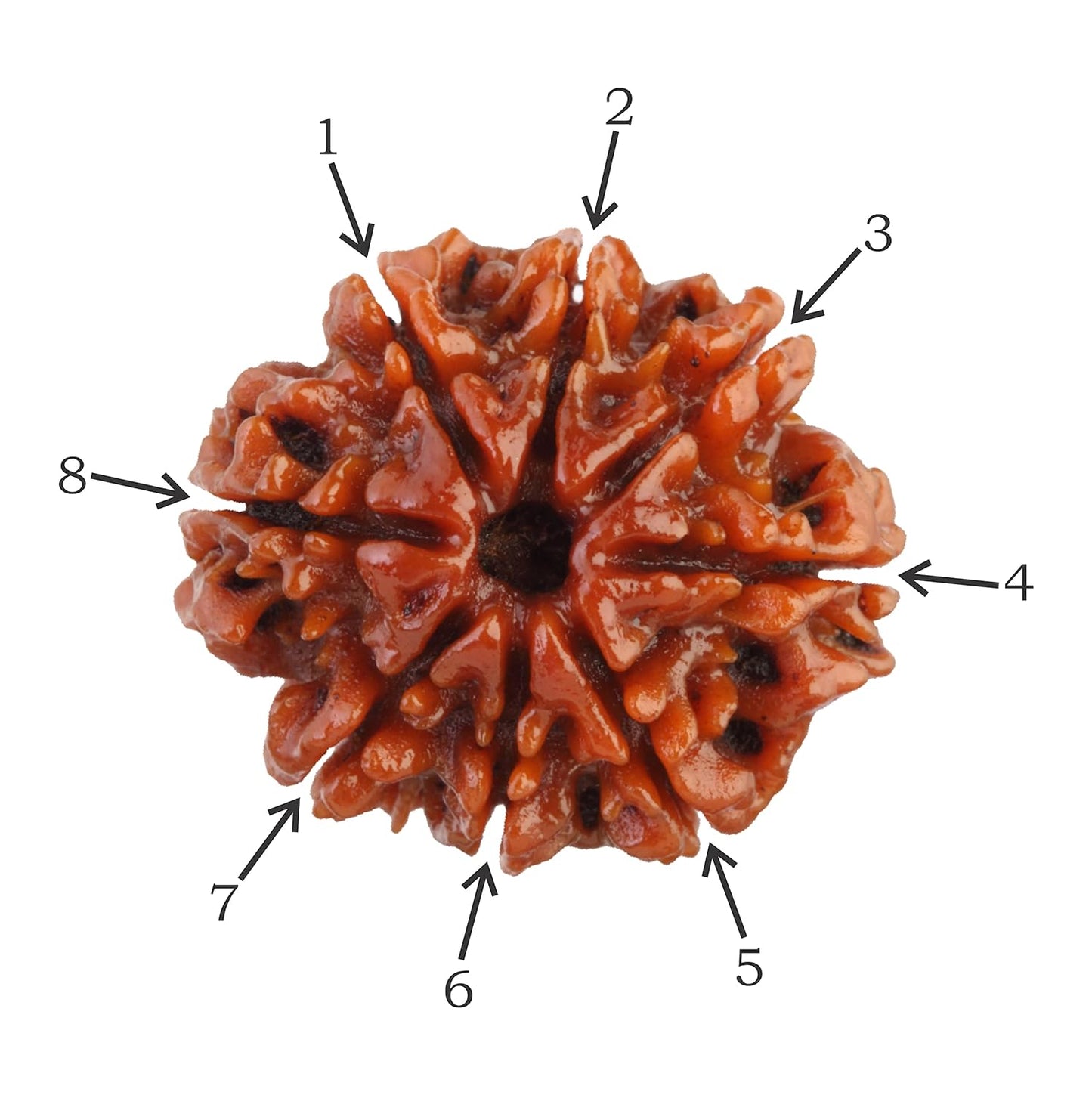 HaridwarDivine 8 Mukhi/Faced Nepali Rudraksha | Natural & Certified | Astrological Eight Mukhi/Faced Rudraksha | Positive Effect | Unisex Both for Men & Women