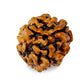 HaridwarDivine 3Mukhi Nepali Original Rudraksha | Natural & Certified |  Unisex | Lab Certified