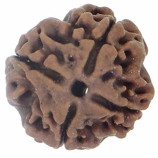 HaridwarDivine 4 Mukhi Rudraksha Nepali Rudraksh Bead Original & Certified Rudraksha for Men and Women, Color Brown, Origin Nepal