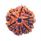 HaridwarDivine 6 Face Rudraksha 6 Mukhi Rudraksha Original Certified Nepali 17mm Dana 6 मुखी रुद्राक्ष ओरिजिनल भगवान कार्तिकेय का प्रतीक Six Face Rudraksha 6 Face Rudraksha Nepal Beads