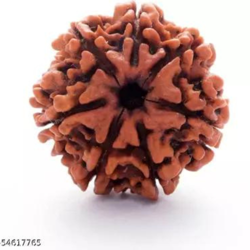 Rudraksha