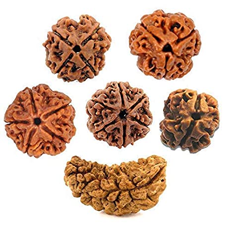 Natural Brown Real Rudraksha Beads